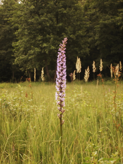 Orchidee di torbiera della pianura friulana