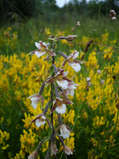 Orchidee di torbiera della pianura friulana