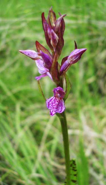 Dactylorhiza lapponica / Orchide della Lapponia