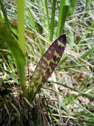 Dactylorhiza lapponica / Orchide della Lapponia