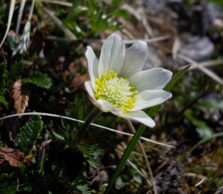 Anemonoides baldensis / Anemone del M. Baldo