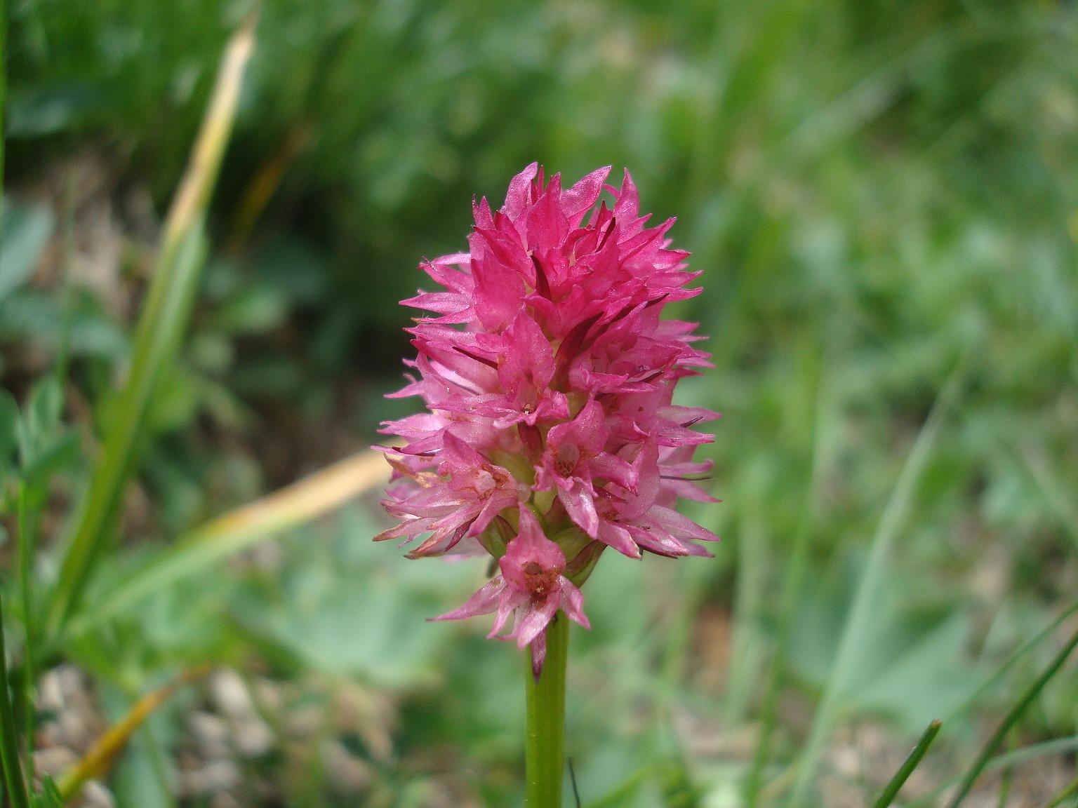 Nigritella rhellicni