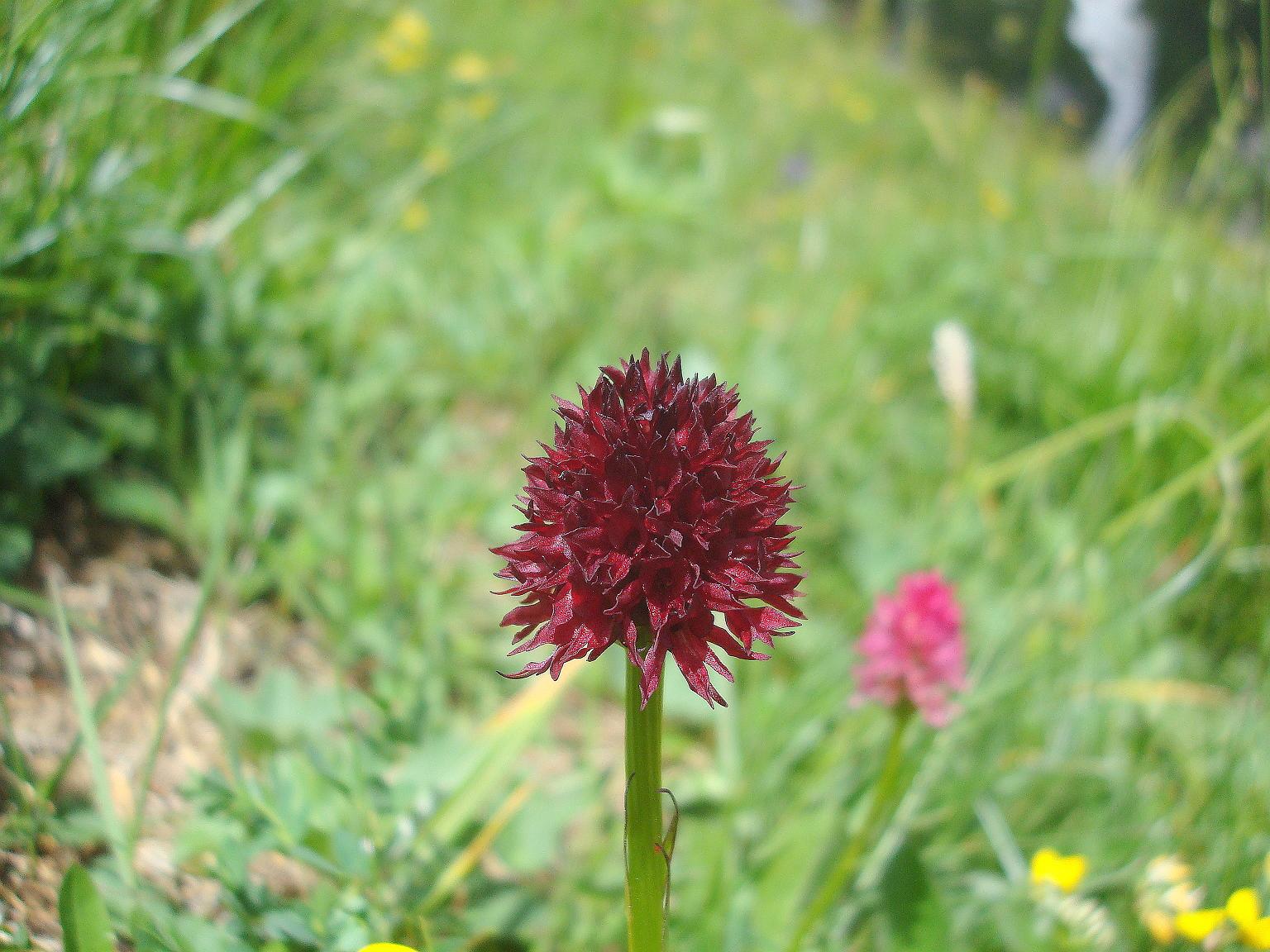 Nigritella rhellicni