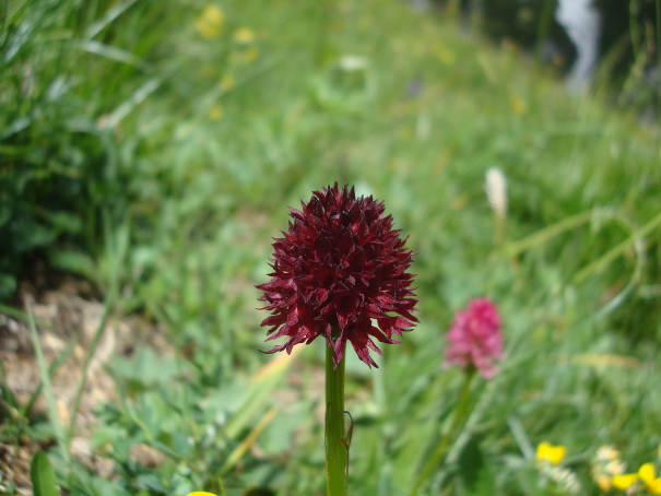 Nigtritella rhellicani e N. rubra