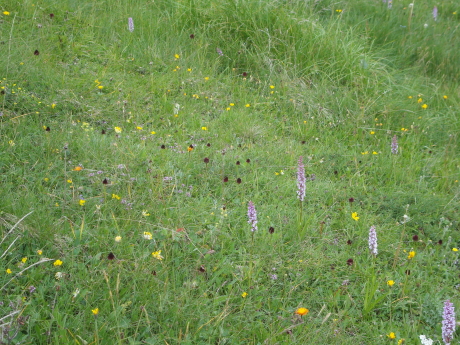 Nigtritella rhellicani e N. rubra