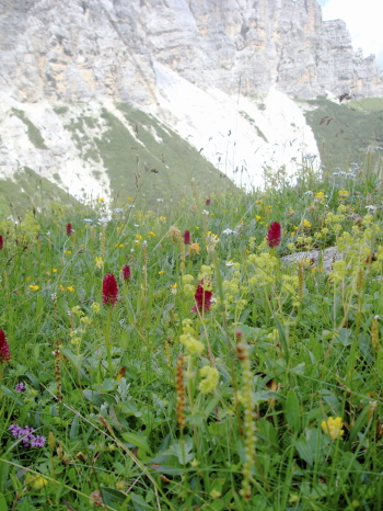 Nigtritella rhellicani e N. rubra