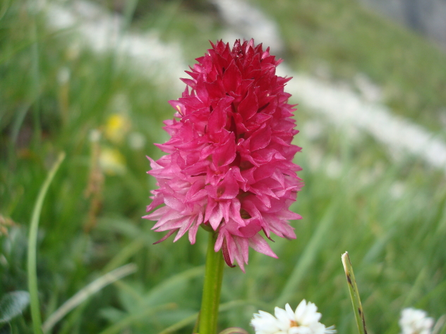 Nigtritella rhellicani e N. rubra