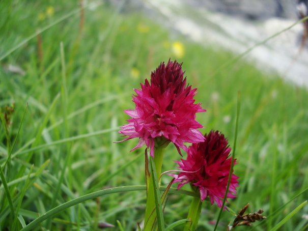 Nigtritella rhellicani e N. rubra