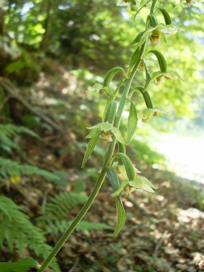 Epipactis croate da determinare