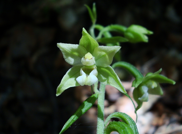 Epipactis croate da determinare