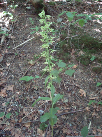 Epipactis croate da determinare