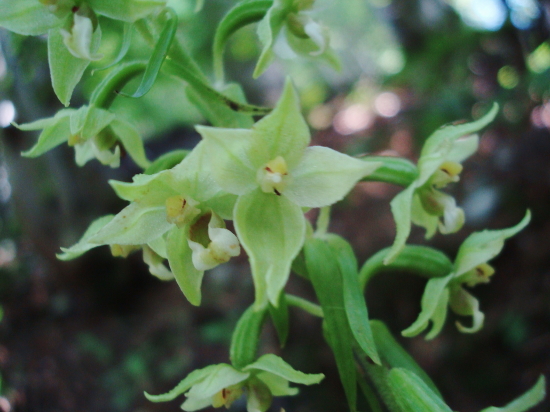 Epipactis croate da determinare