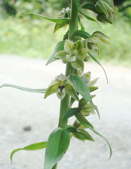 Epipactis croate da determinare