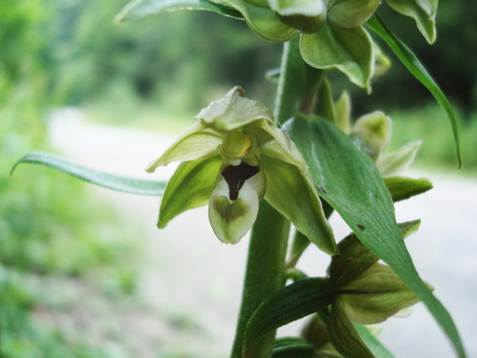 Epipactis croate da determinare