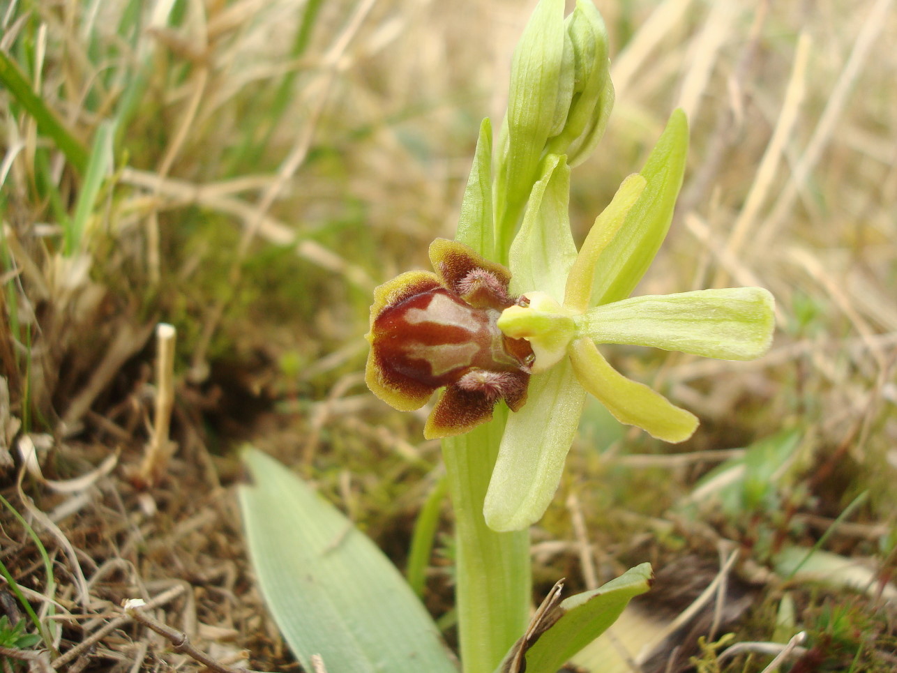 Ophrys sphegodes