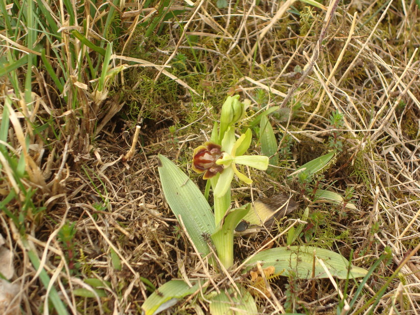 Ophrys sphegodes