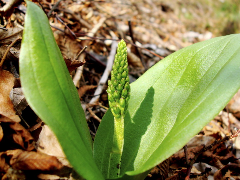 Neottia ovata (=Listera ovata)