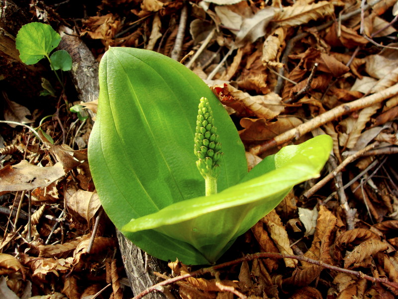 Neottia ovata (=Listera ovata)