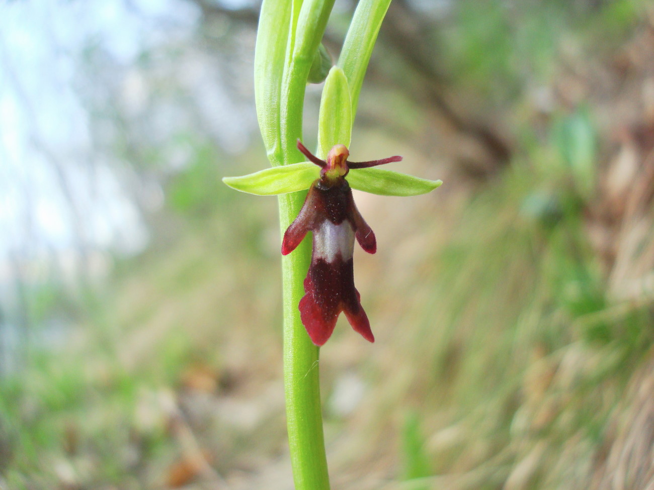 Ophrys insectifera