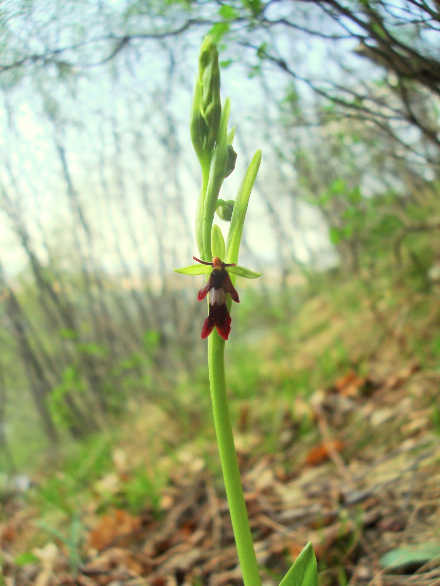 Ophrys insectifera