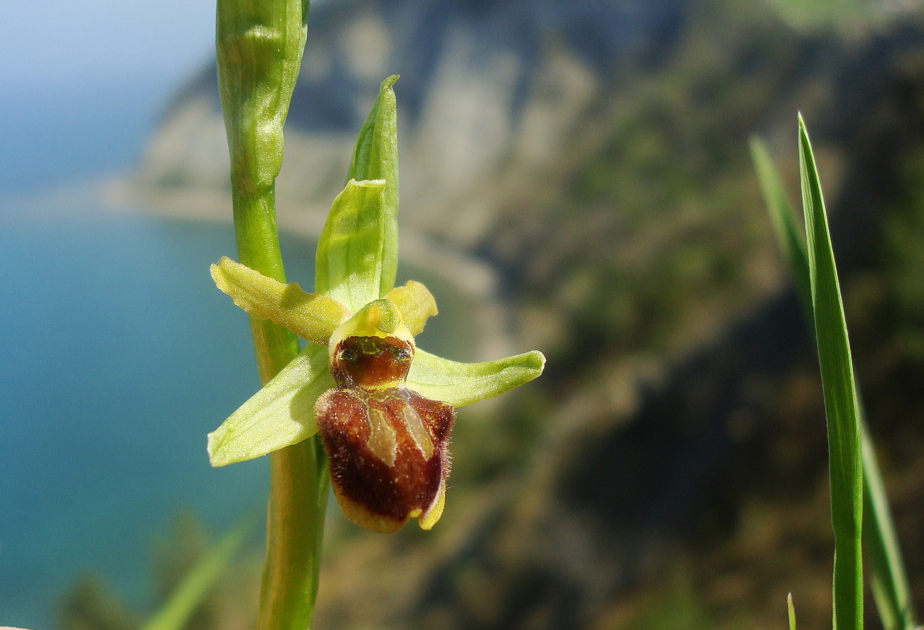 Pasqua in Istria: scorpacciata (fotografica) di orchidee!