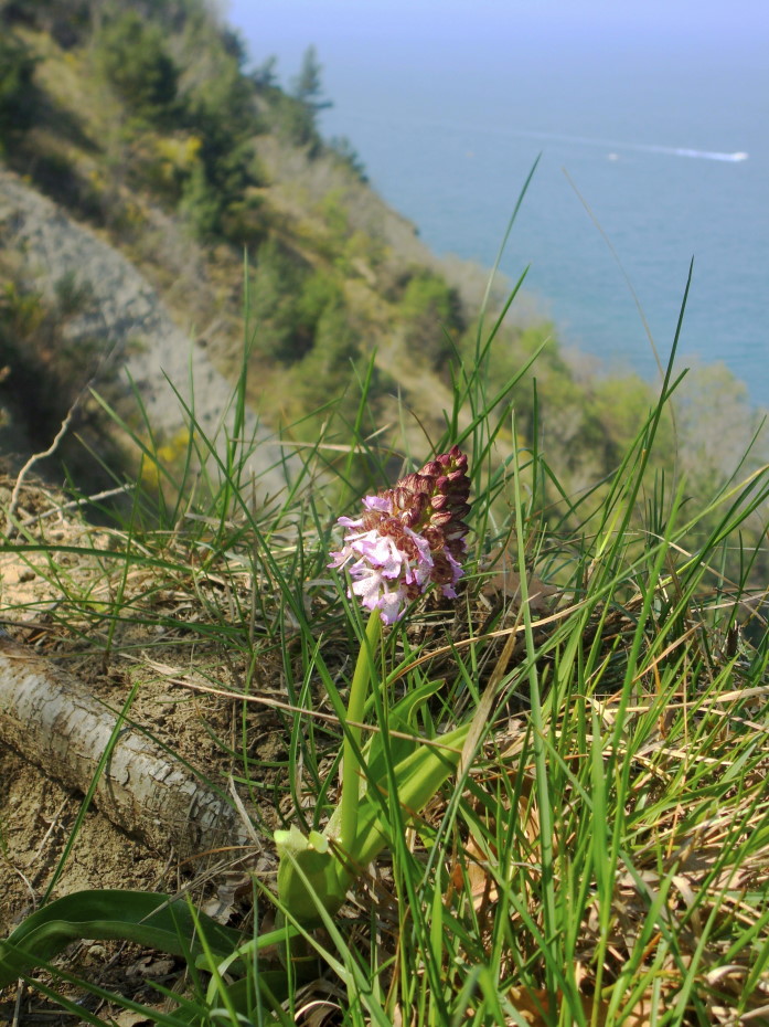 Pasqua in Istria: scorpacciata (fotografica) di orchidee!