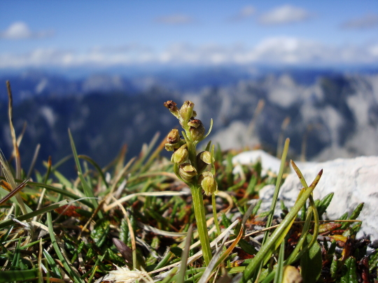 Chamorchis alpina