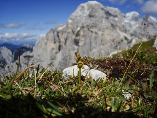 Chamorchis alpina