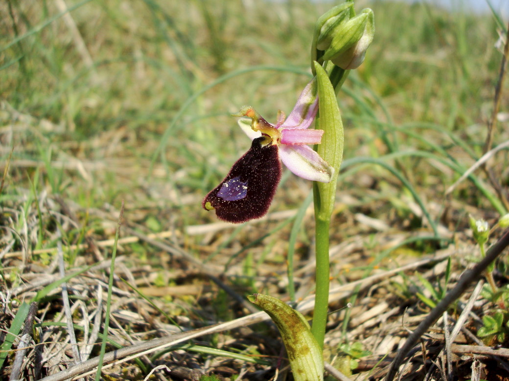 Pasqua in Istria: scorpacciata (fotografica) di orchidee!