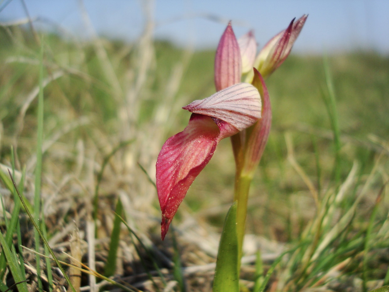 Pasqua in Istria: scorpacciata (fotografica) di orchidee!