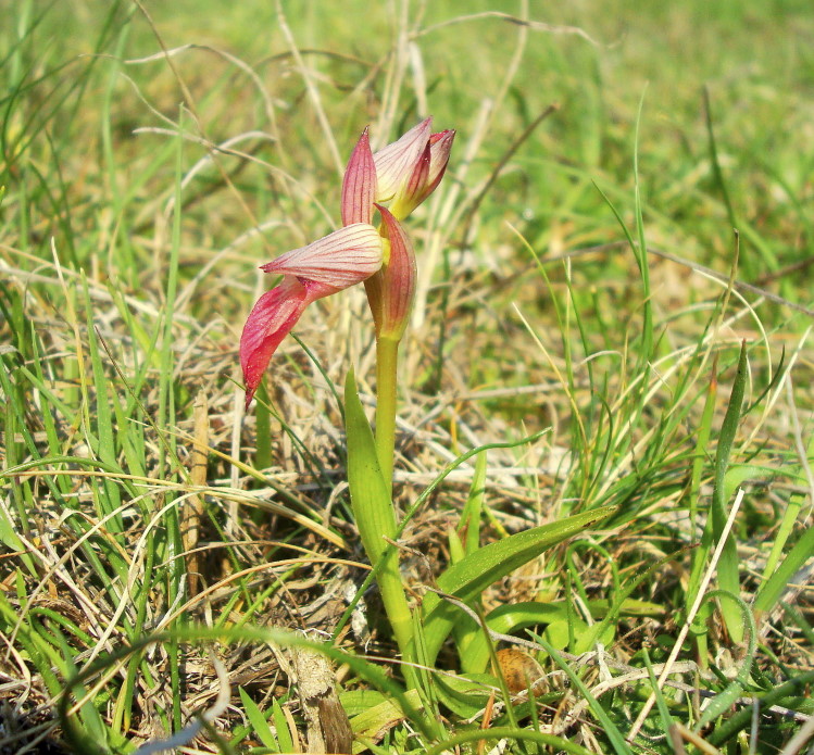 Pasqua in Istria: scorpacciata (fotografica) di orchidee!