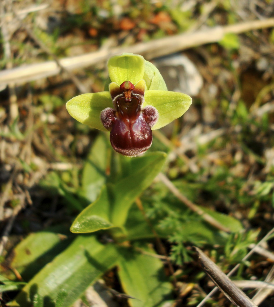 Pasqua in Istria: scorpacciata (fotografica) di orchidee!