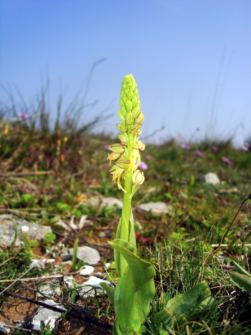 Pasqua in Istria: scorpacciata (fotografica) di orchidee!