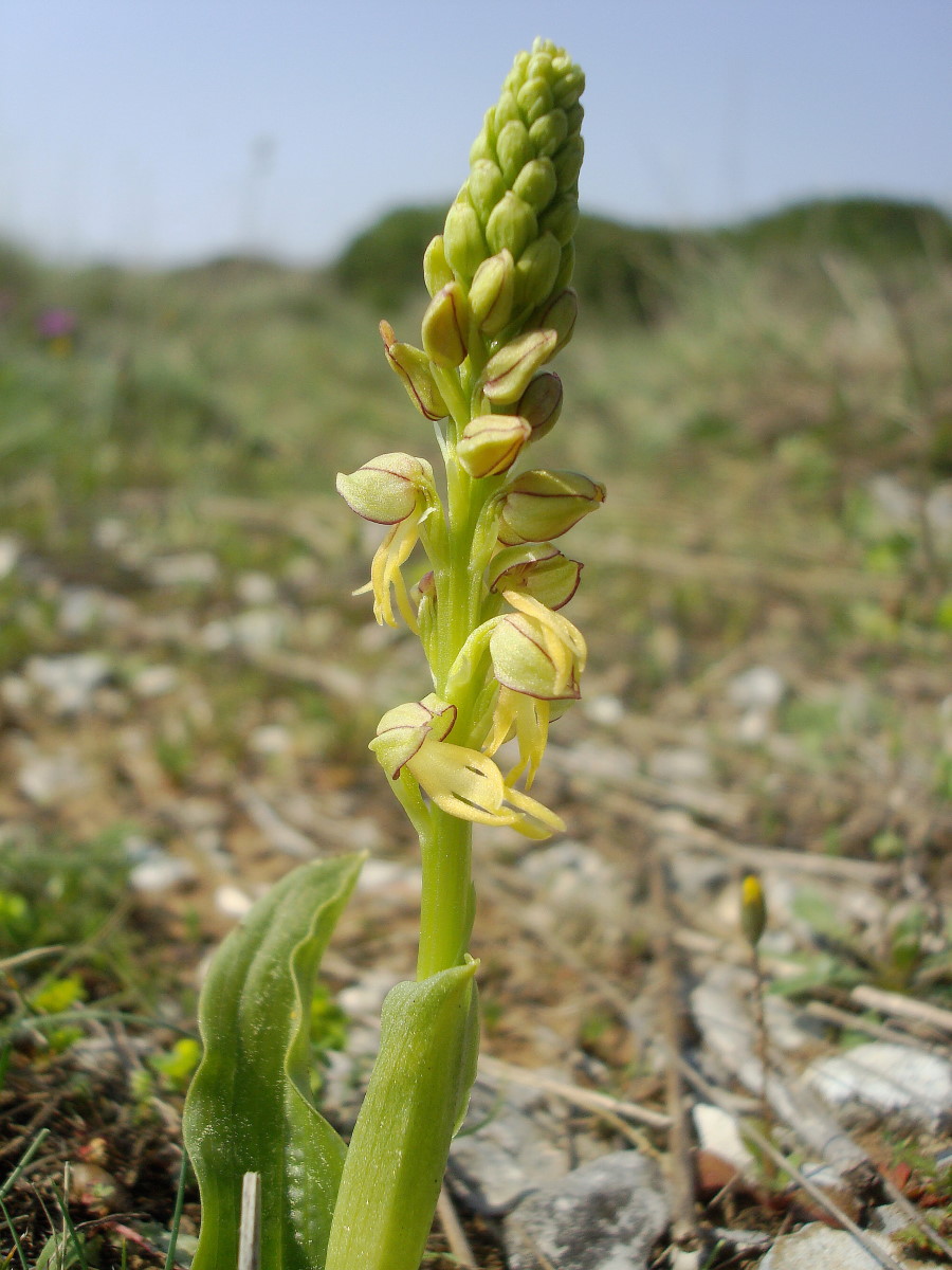 Pasqua in Istria: scorpacciata (fotografica) di orchidee!