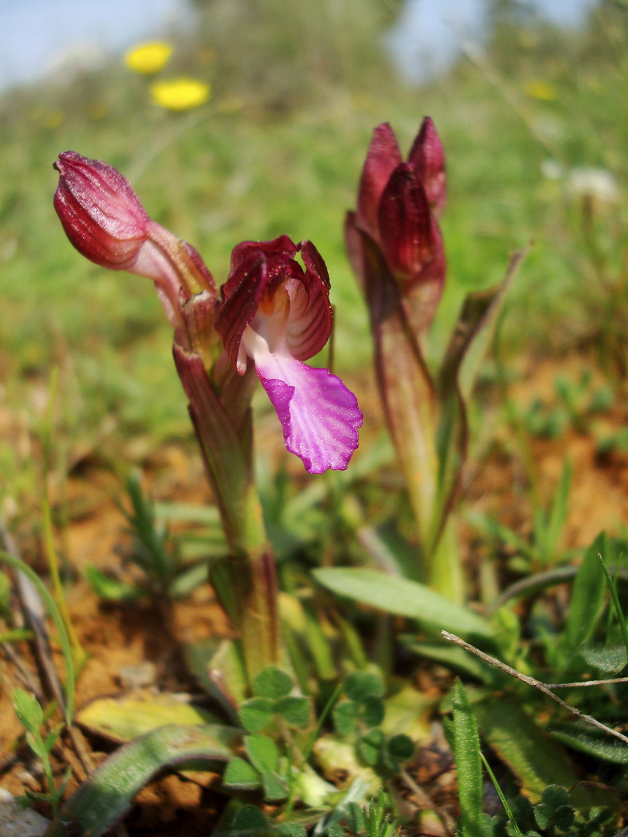 Pasqua in Istria: scorpacciata (fotografica) di orchidee!