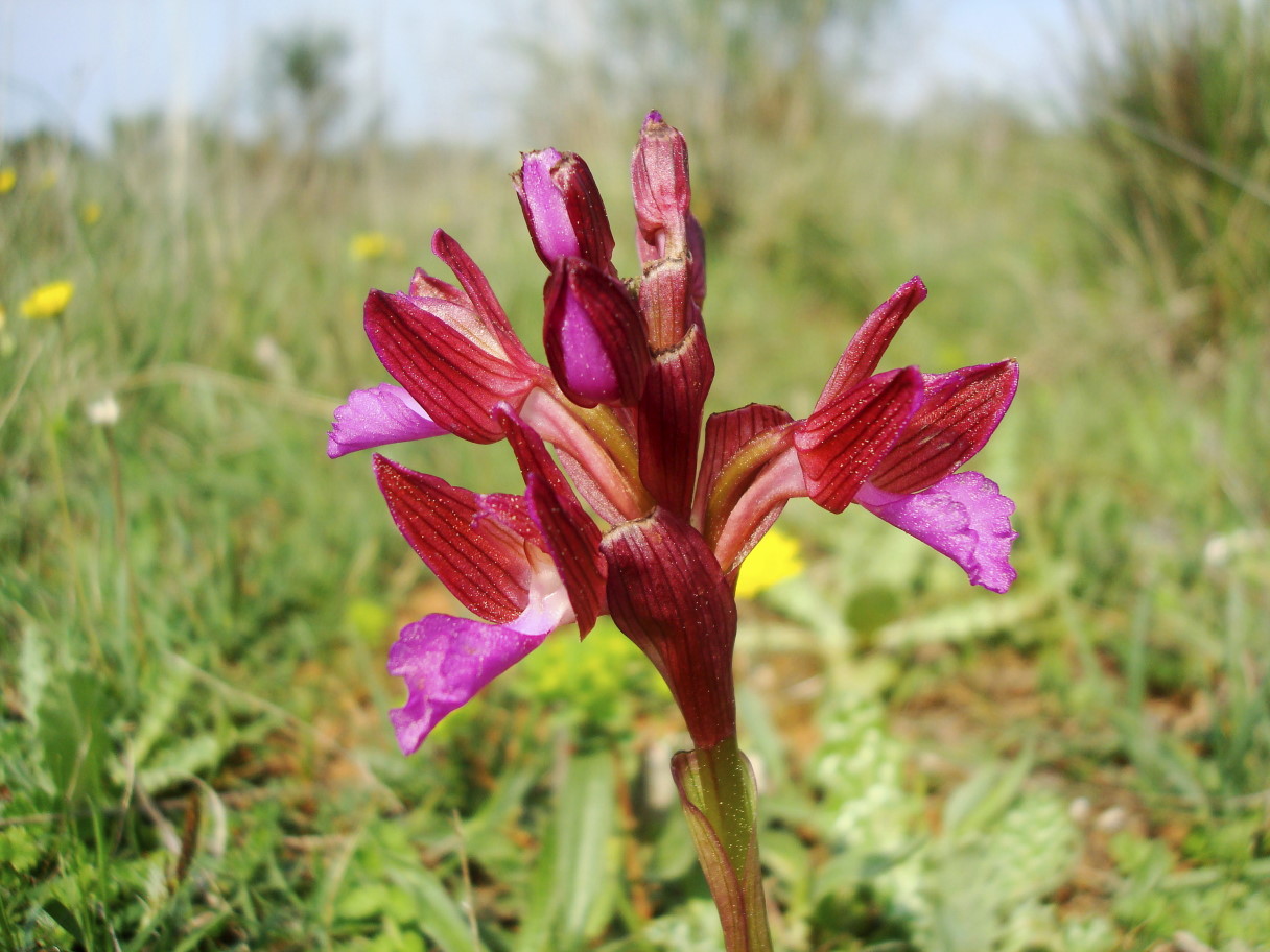 Pasqua in Istria: scorpacciata (fotografica) di orchidee!