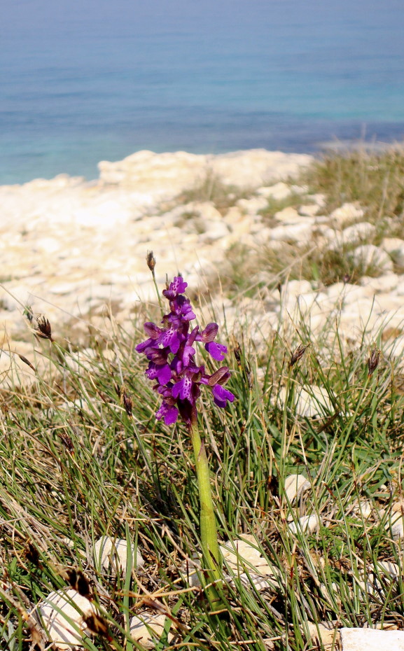 Pasqua in Istria: scorpacciata (fotografica) di orchidee!