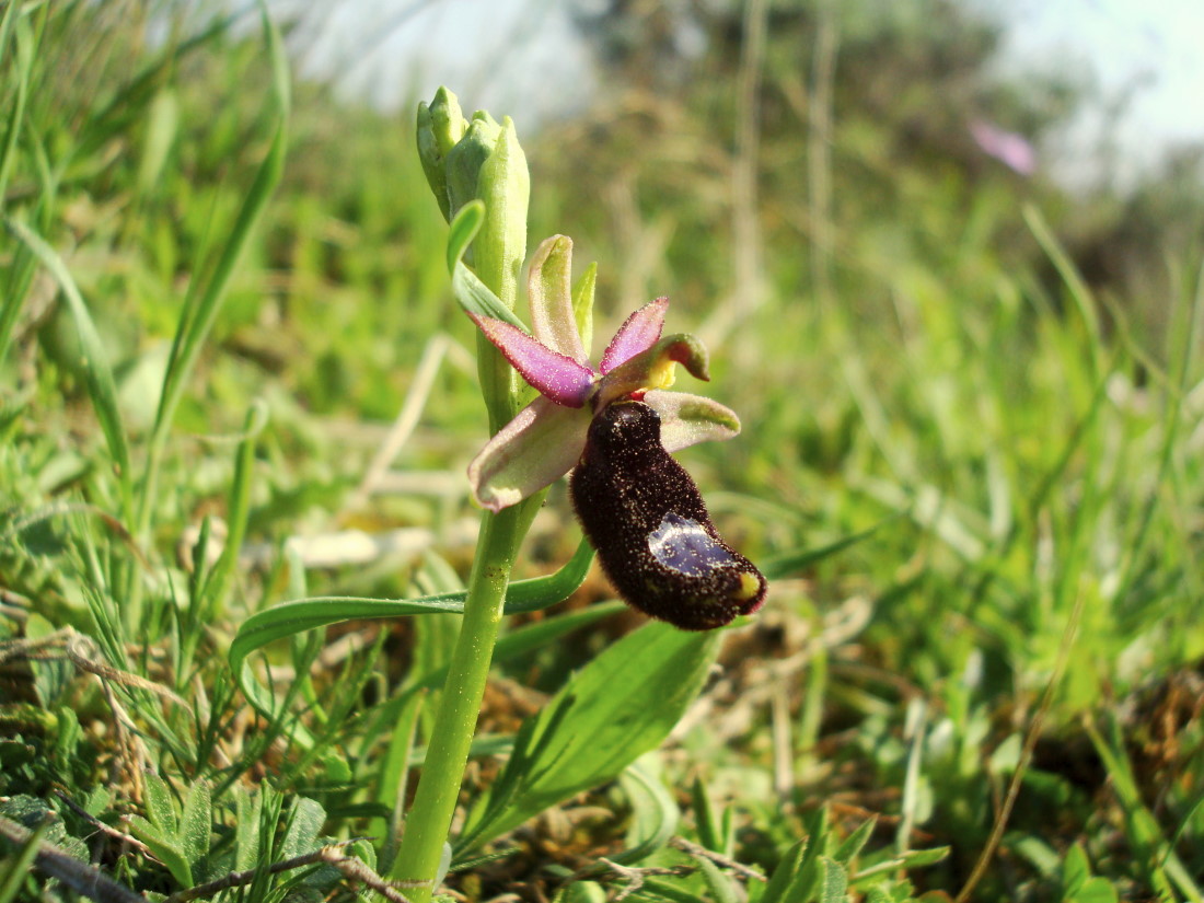 Pasqua in Istria: scorpacciata (fotografica) di orchidee!