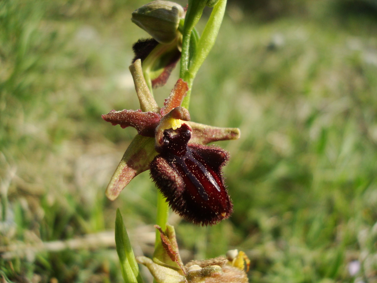 Pasqua in Istria: scorpacciata (fotografica) di orchidee!