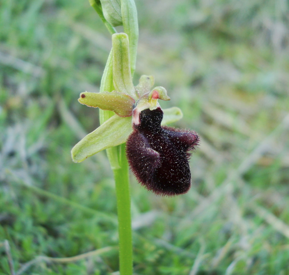 Pasqua in Istria: scorpacciata (fotografica) di orchidee!