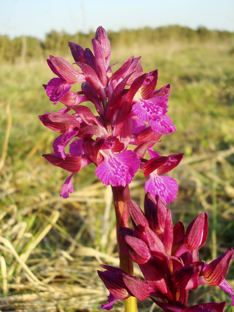 Pasqua in Istria: scorpacciata (fotografica) di orchidee!