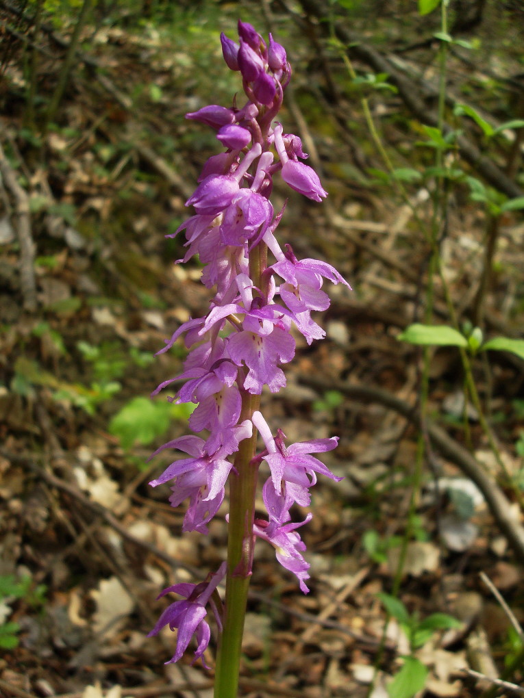 Pasqua in Istria: scorpacciata (fotografica) di orchidee!