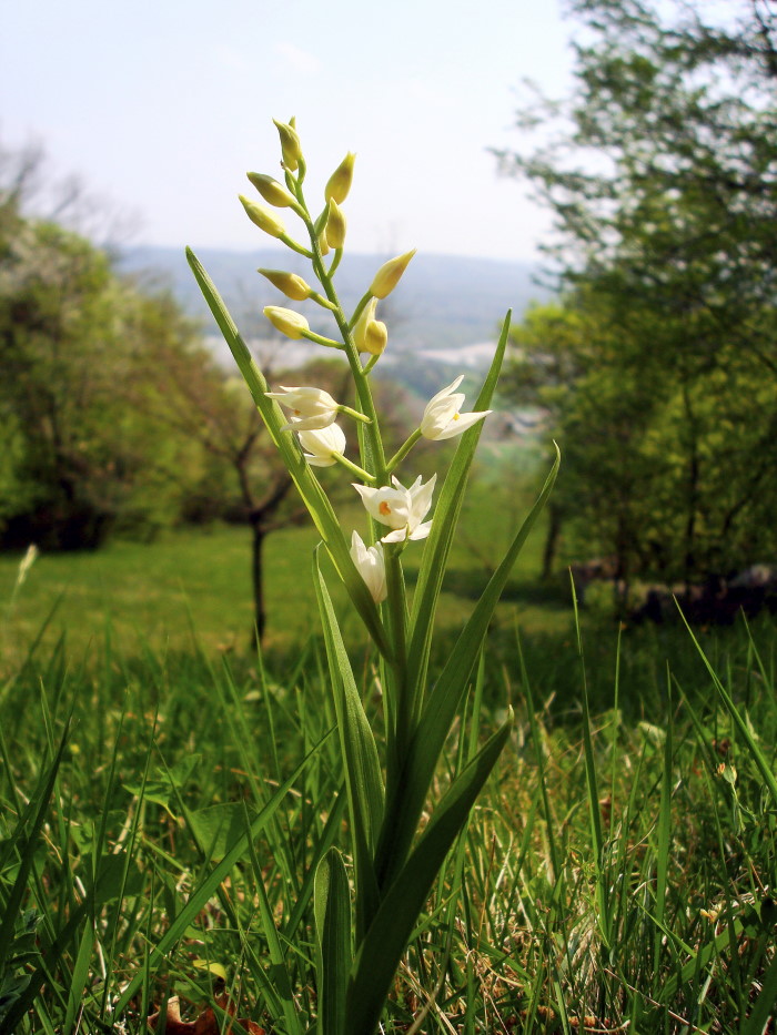 Cephalanthera longifolia