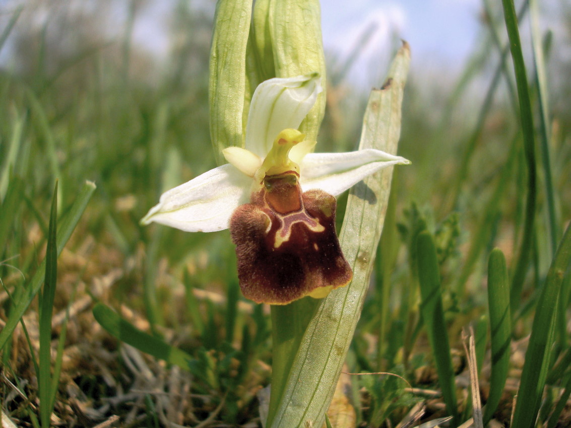 Ophrys fuciflora