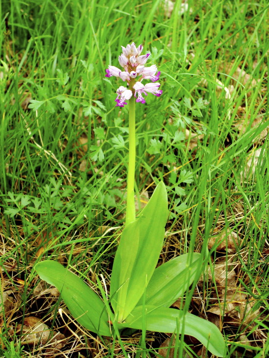 Orchis militaris