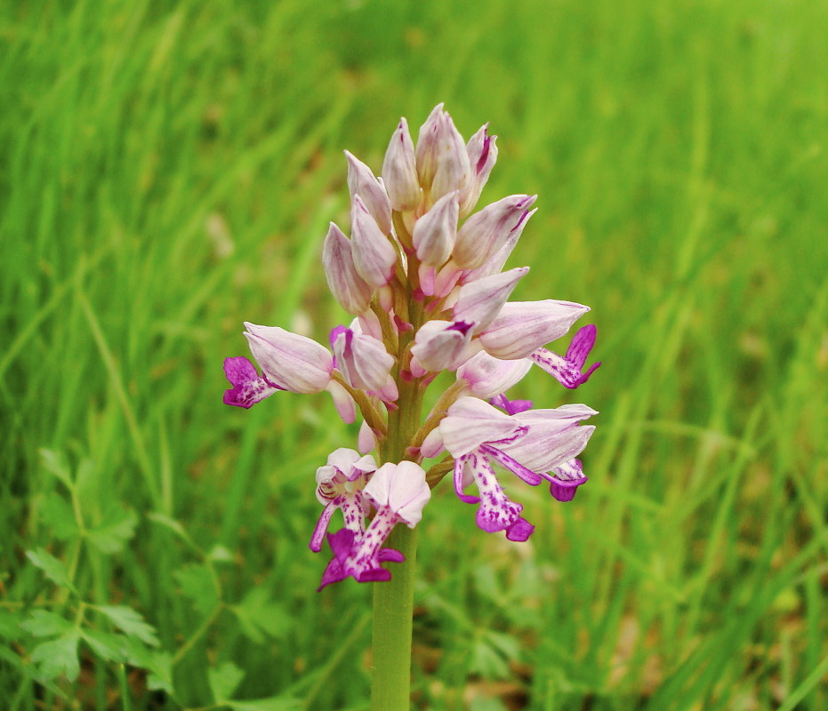 Orchis militaris