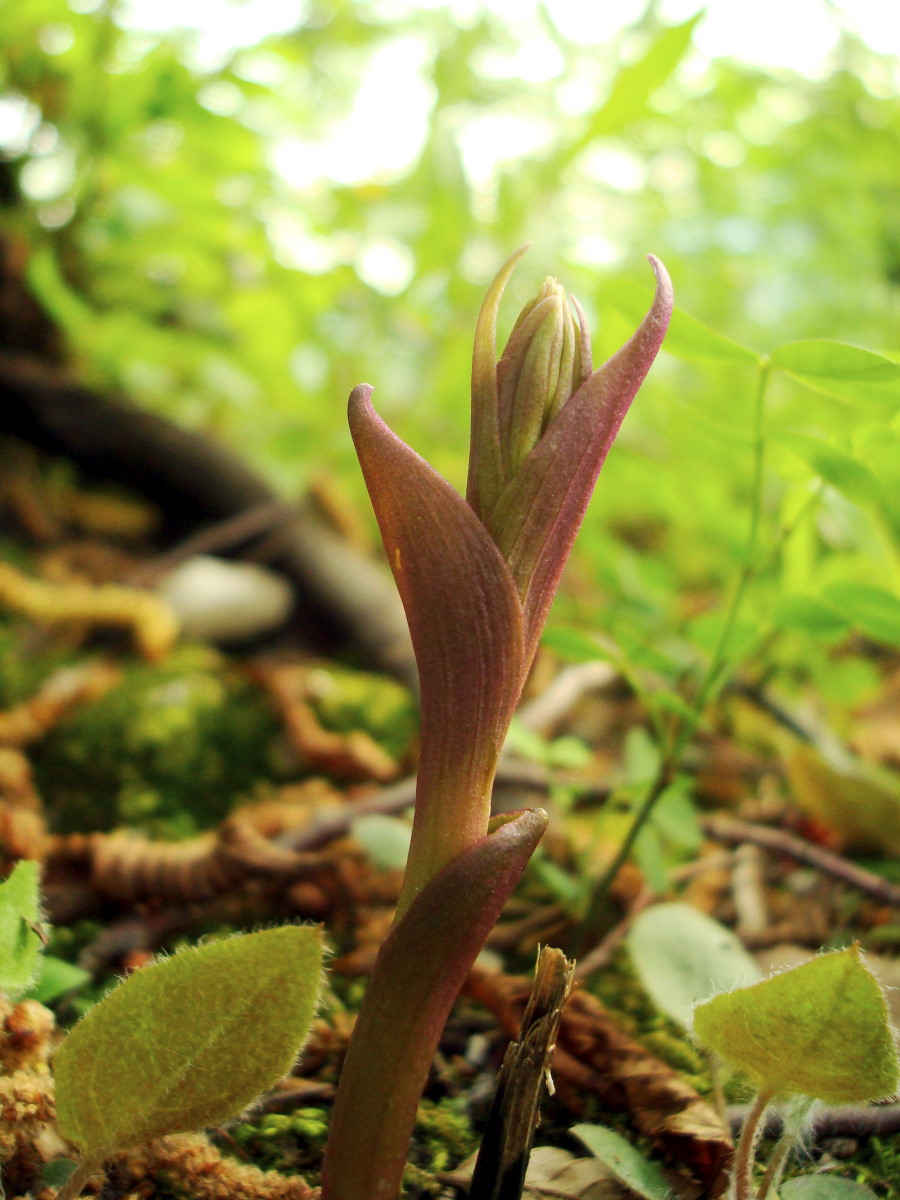 Epipactis microphylla: stelo e gemme