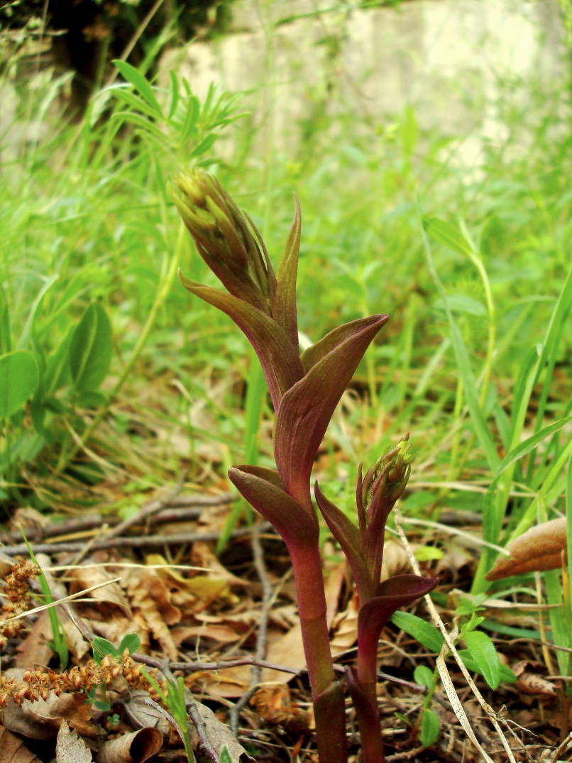 Epipactis microphylla: stelo e gemme