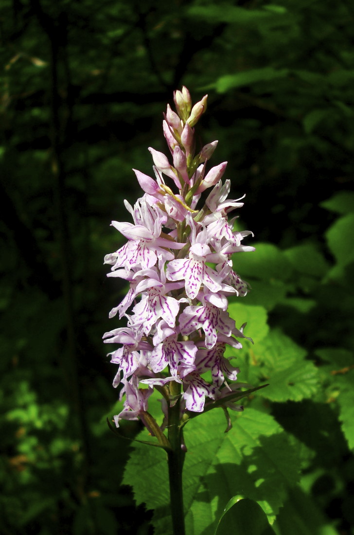 Dactylorhiza fuchsii