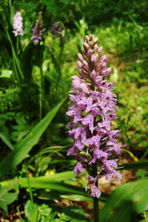 Dactylorhiza fuchsii